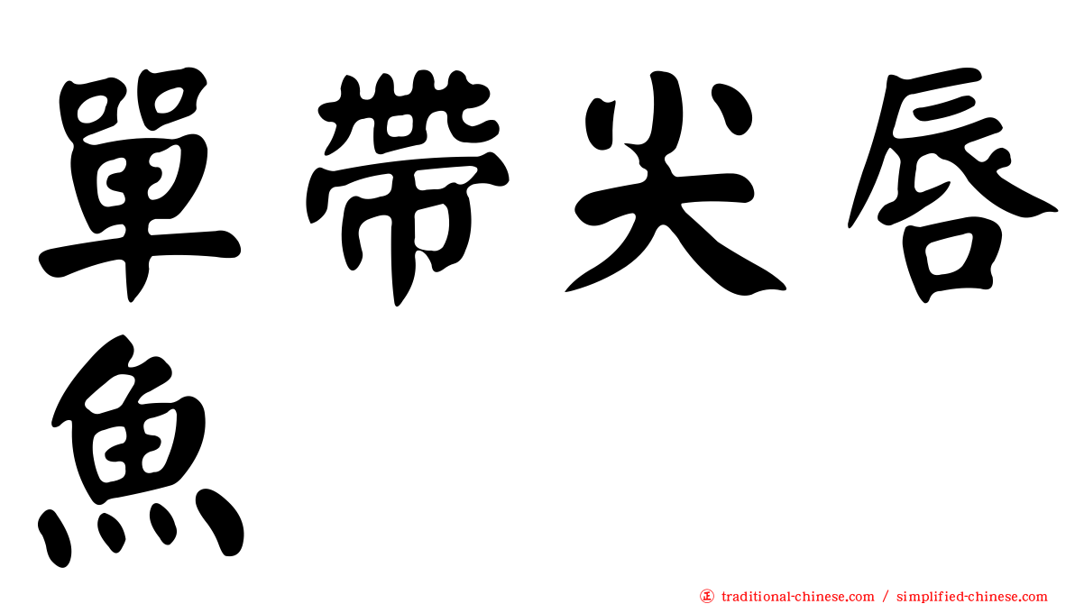 單帶尖唇魚