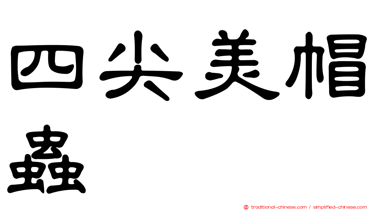 四尖美帽蟲
