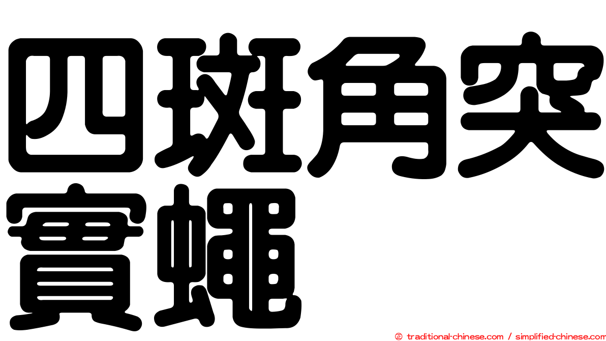 四斑角突實蠅