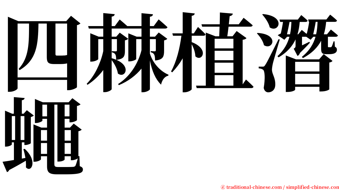 四棘植潛蠅 serif font