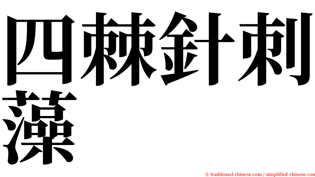 四棘針刺藻 serif font