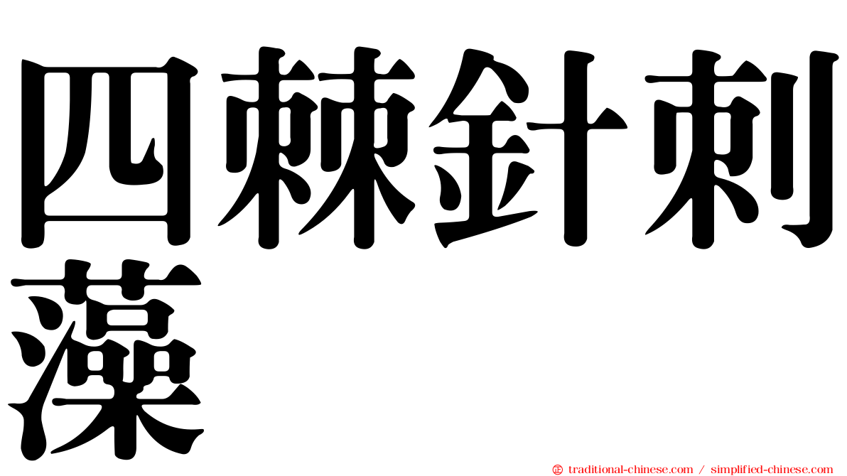 四棘針刺藻