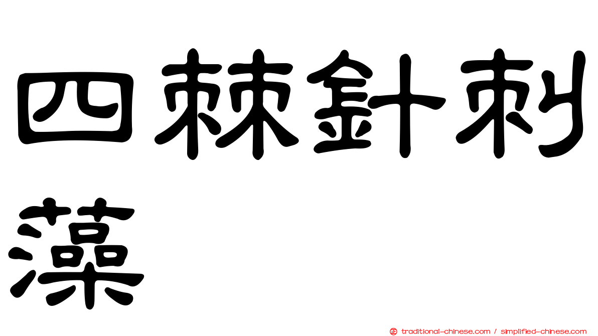 四棘針刺藻