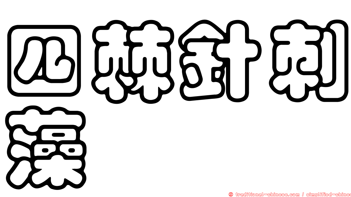 四棘針刺藻