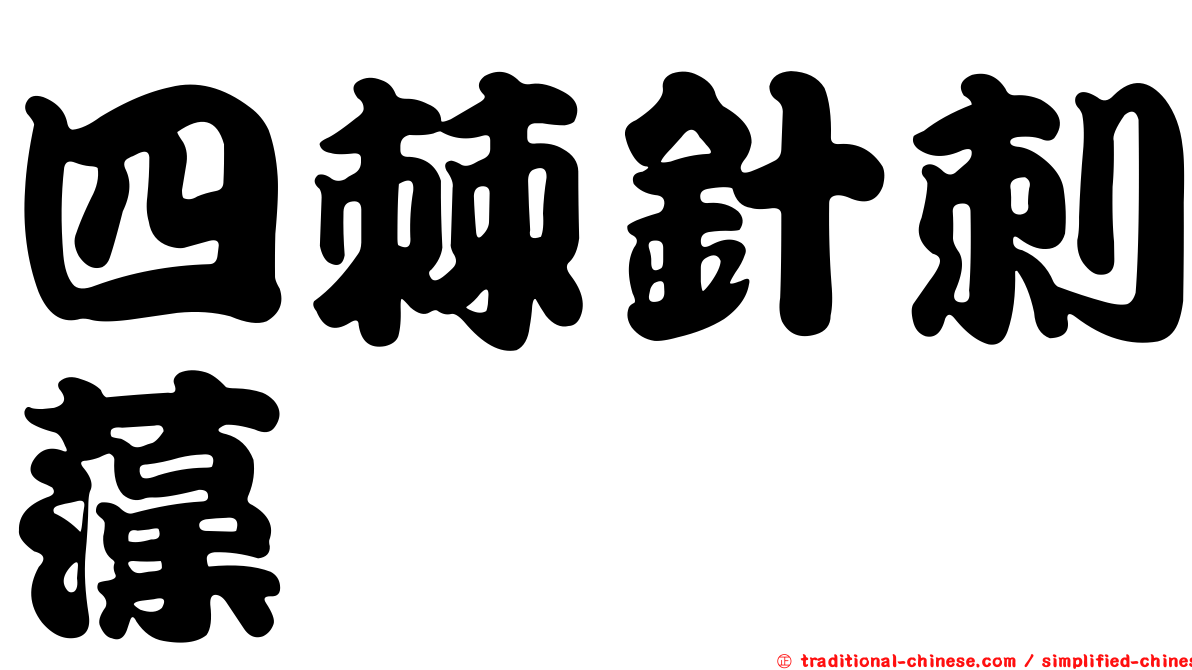 四棘針刺藻