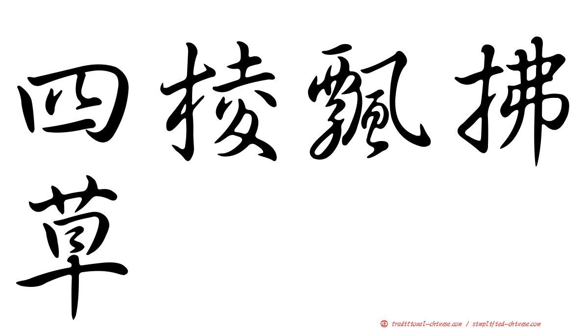 四棱飄拂草