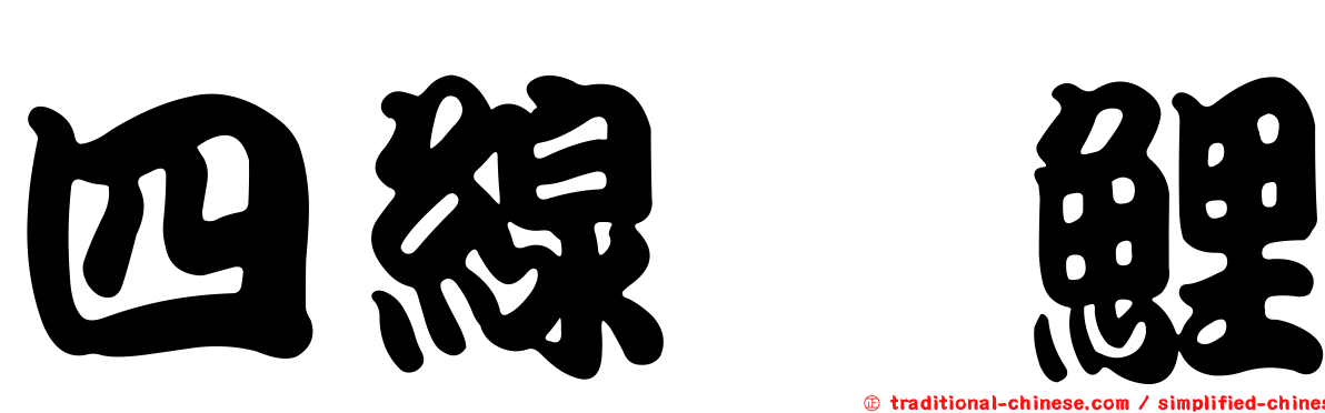 四線緋鯉