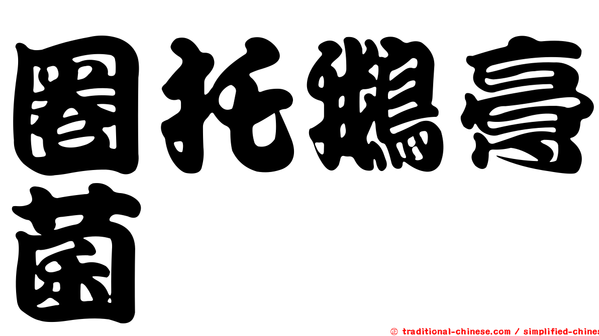 圈托鵝膏菌