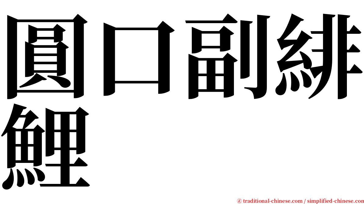 圓口副緋鯉 serif font