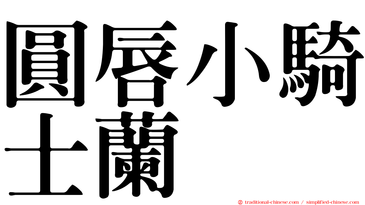 圓唇小騎士蘭