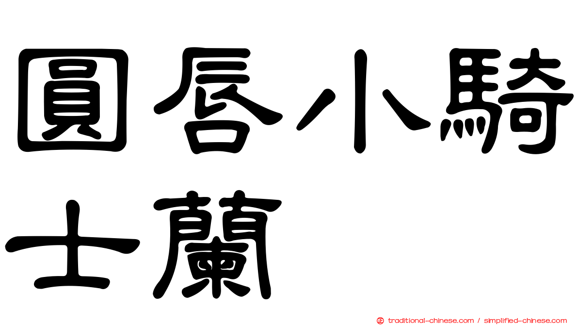 圓唇小騎士蘭