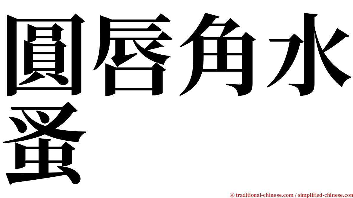 圓唇角水蚤 serif font