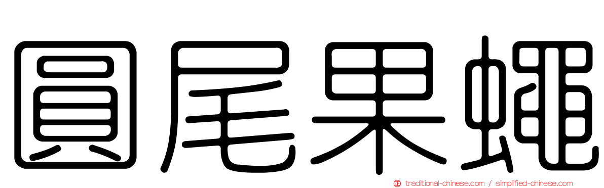 圓尾果蠅