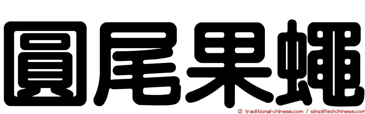 圓尾果蠅