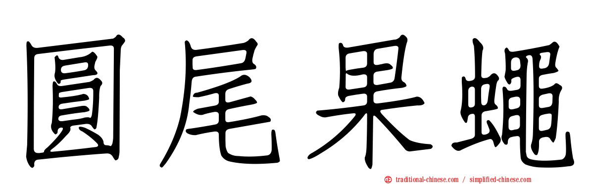 圓尾果蠅