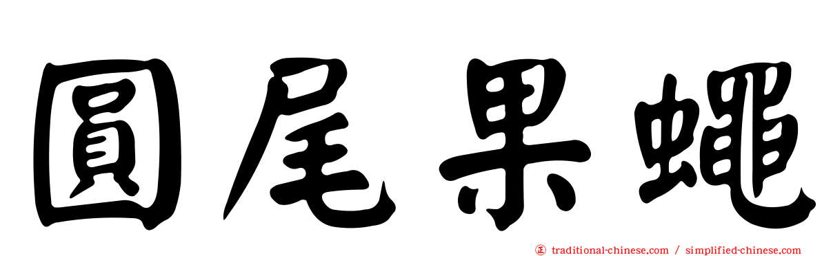 圓尾果蠅