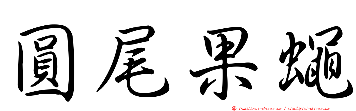 圓尾果蠅