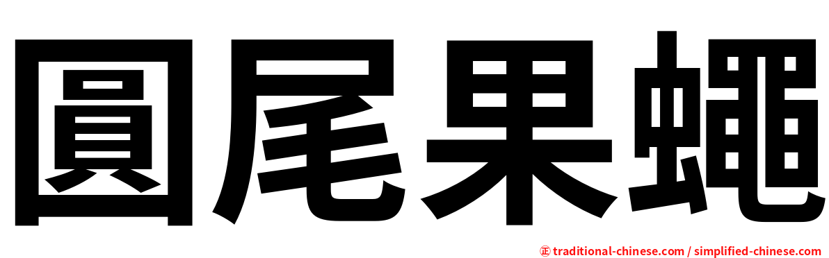 圓尾果蠅