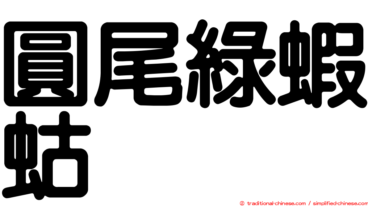 圓尾綠蝦蛄