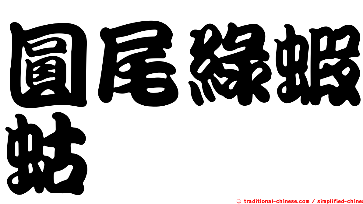 圓尾綠蝦蛄