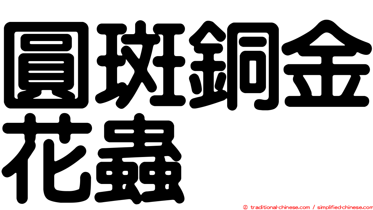 圓斑銅金花蟲