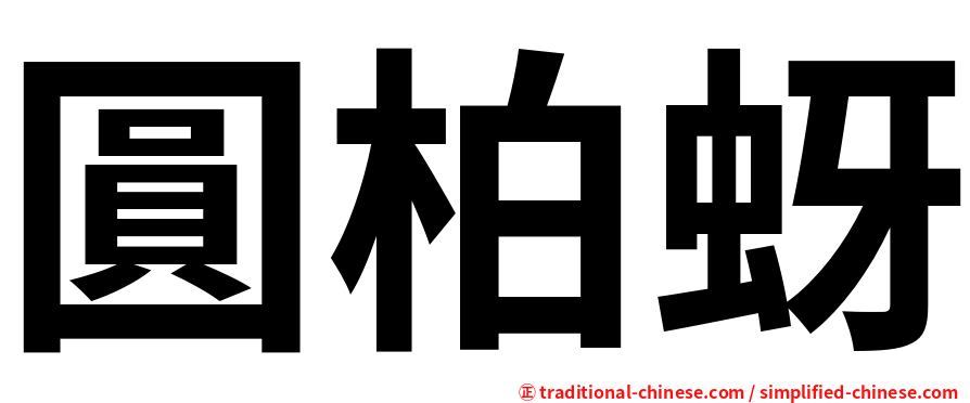 圓柏蚜