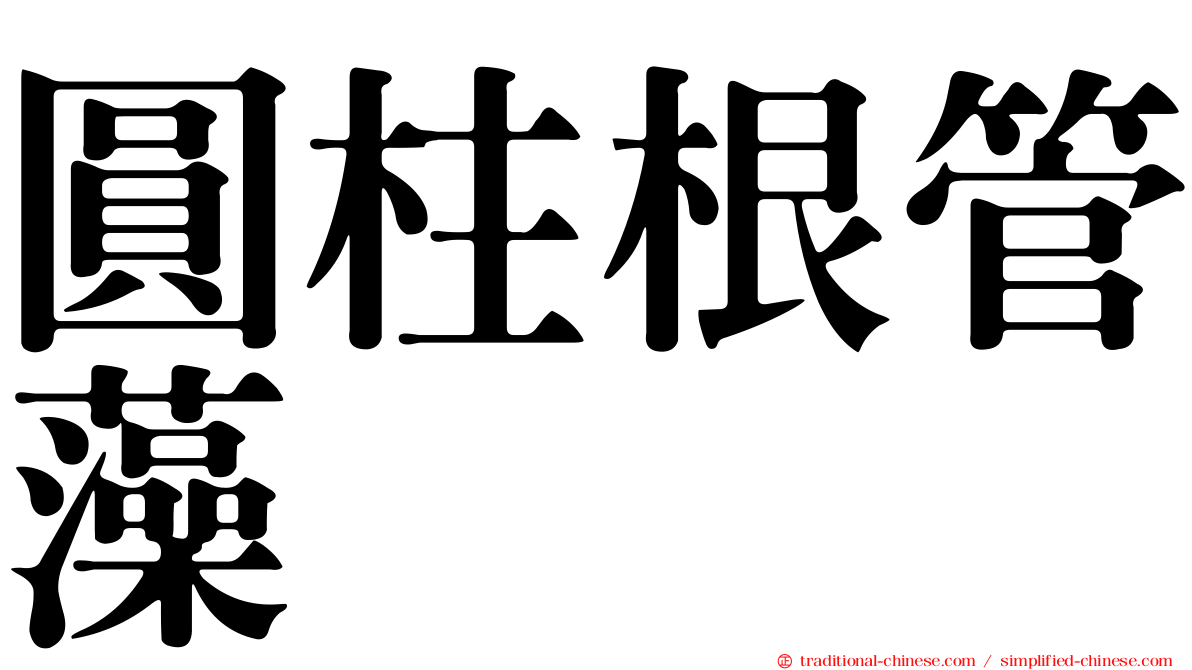 圓柱根管藻