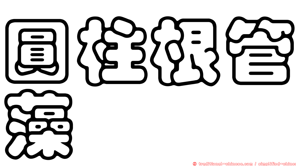 圓柱根管藻