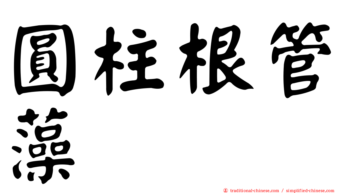 圓柱根管藻