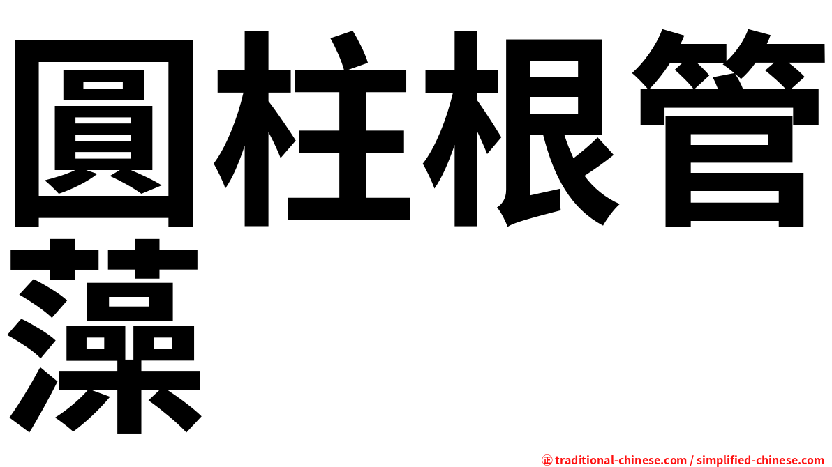 圓柱根管藻