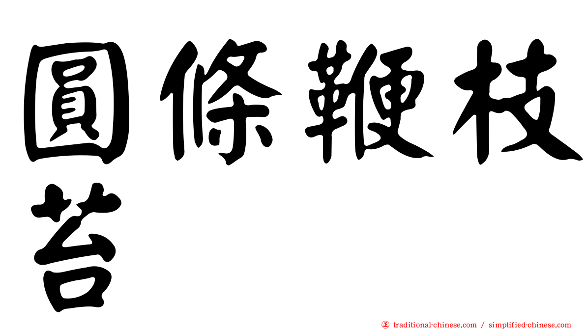 圓條鞭枝苔