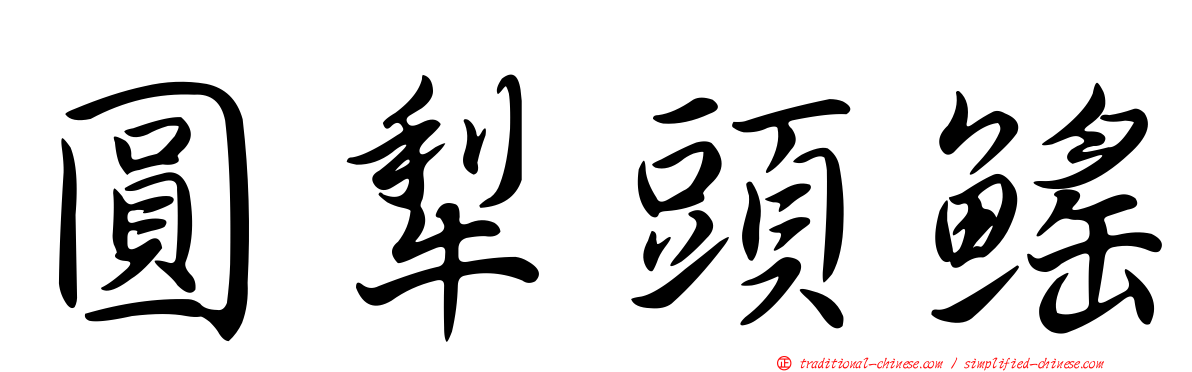 圓犁頭鰩