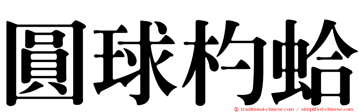 圓球杓蛤