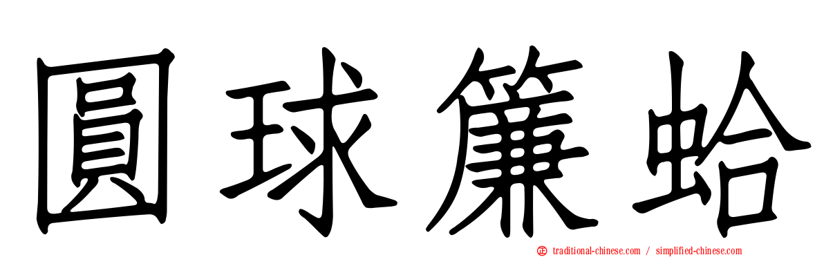 圓球簾蛤