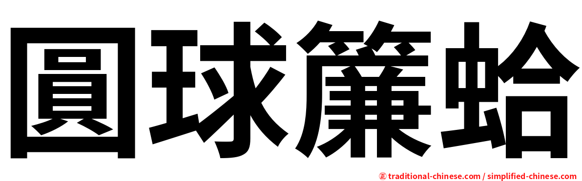 圓球簾蛤