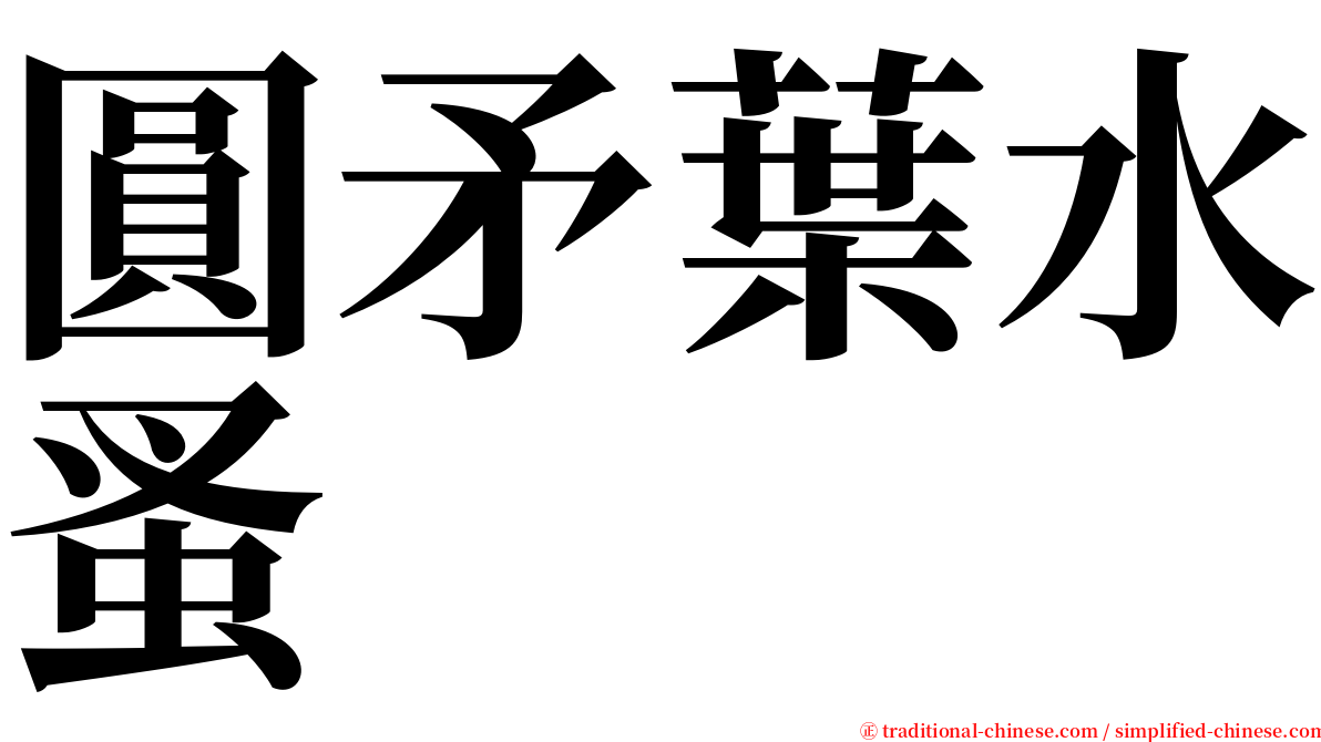 圓矛葉水蚤 serif font