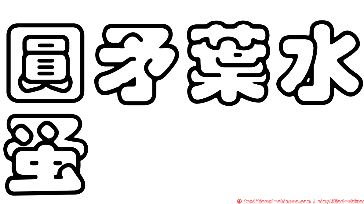 圓矛葉水蚤
