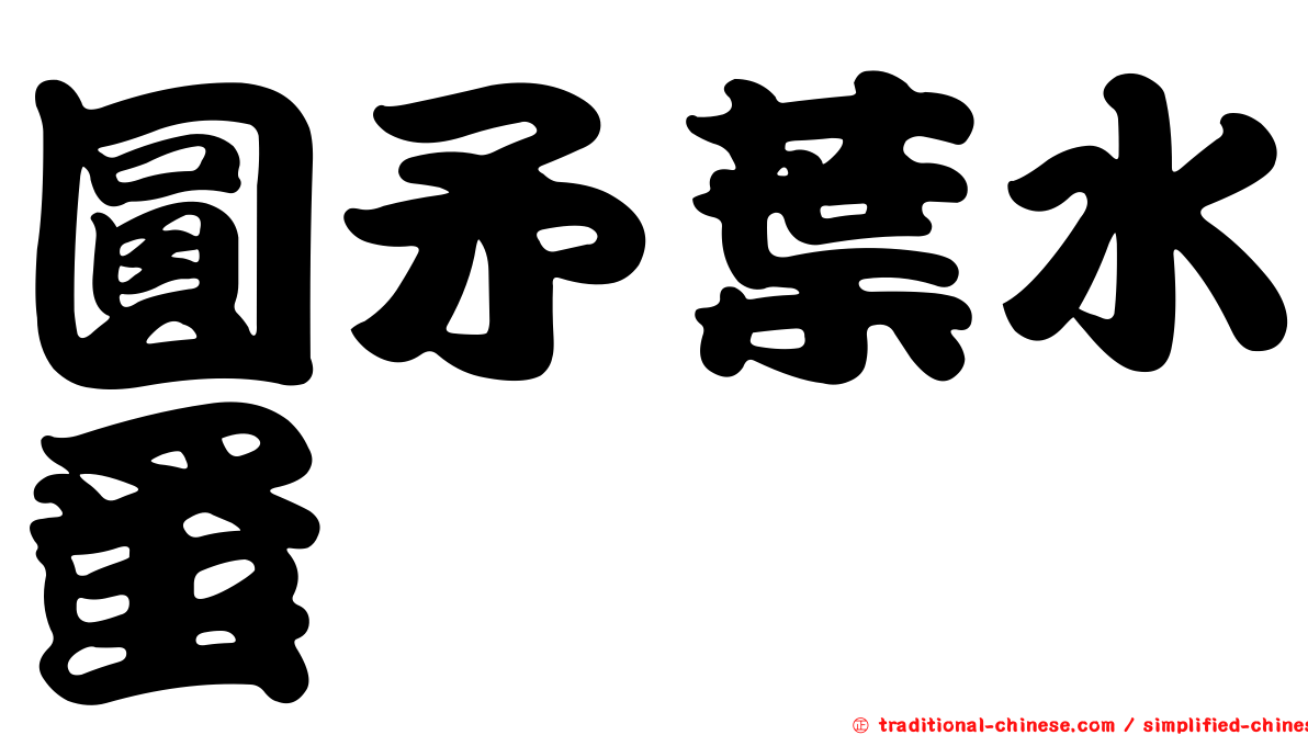 圓矛葉水蚤