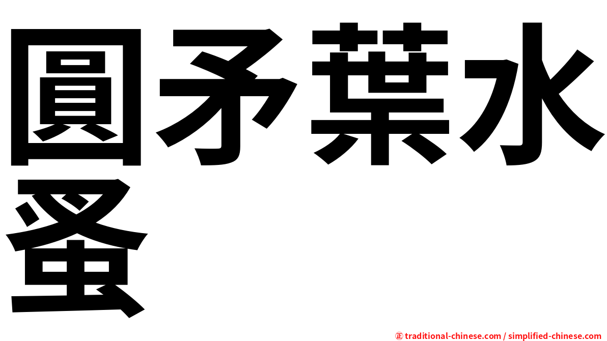圓矛葉水蚤