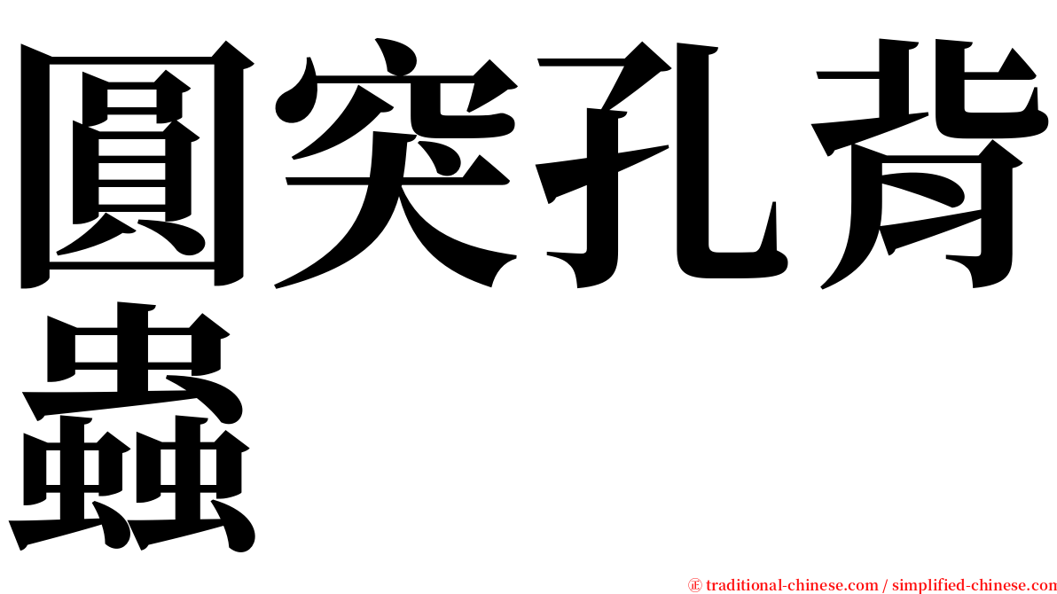 圓突孔背蟲 serif font