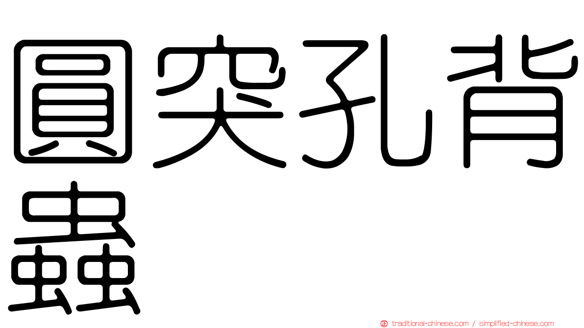 圓突孔背蟲