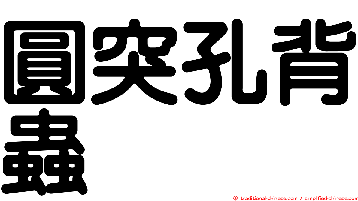 圓突孔背蟲