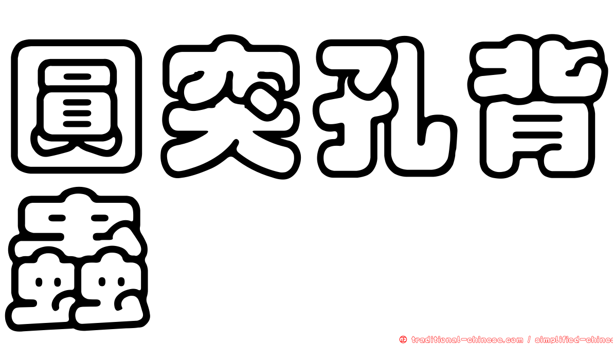 圓突孔背蟲