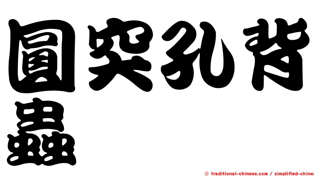 圓突孔背蟲