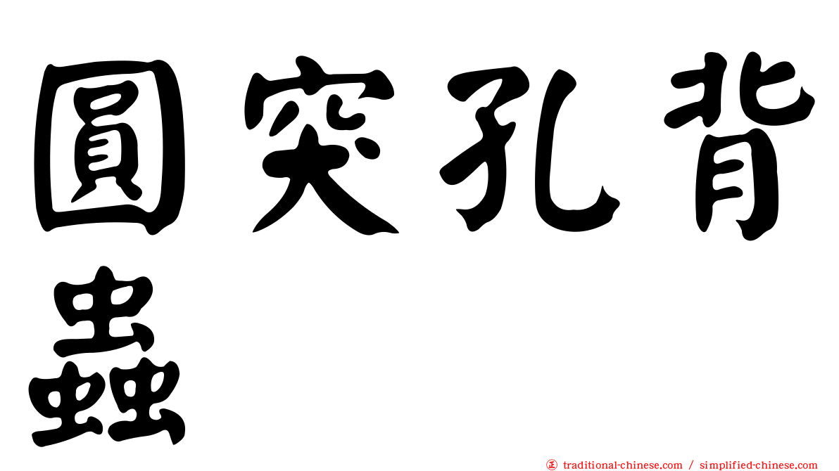 圓突孔背蟲