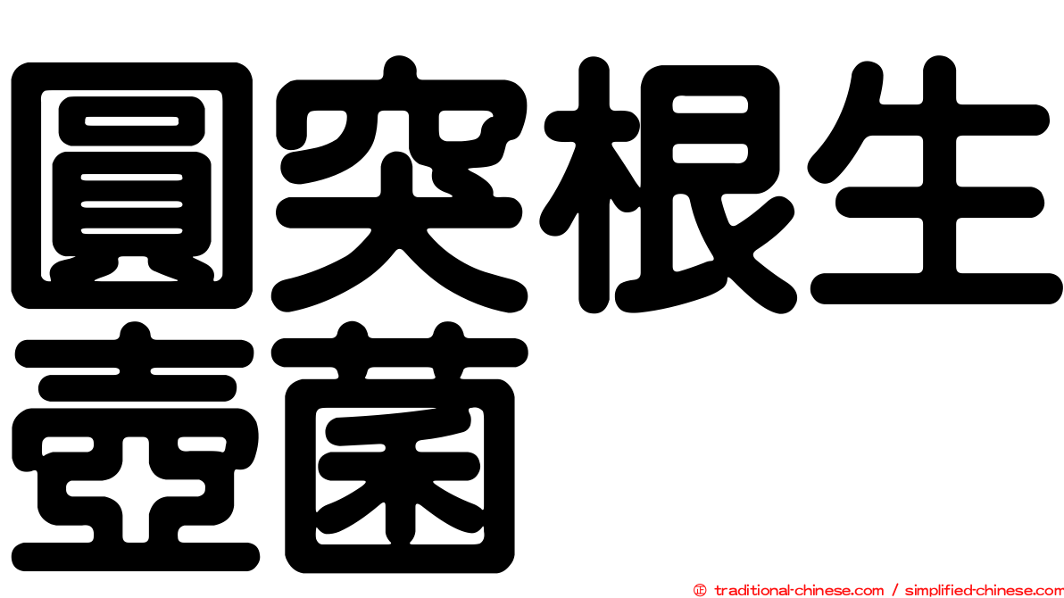 圓突根生壺菌