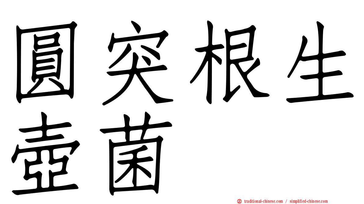 圓突根生壺菌