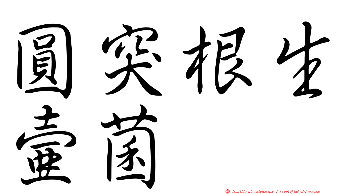 圓突根生壺菌