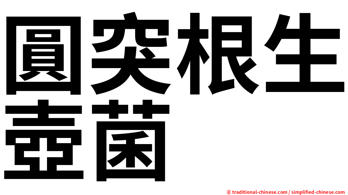 圓突根生壺菌