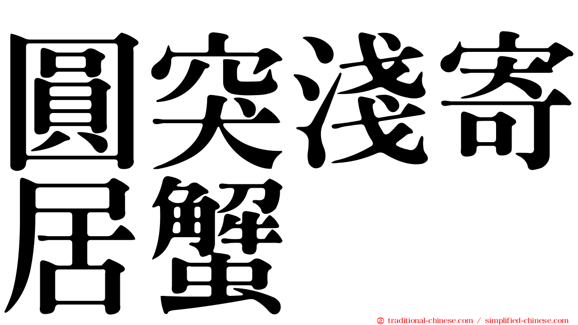 圓突淺寄居蟹